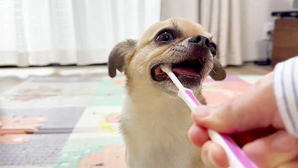 大吉 きょうのわんこ 写真5