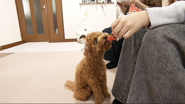 ウル きょうのわんこ 写真3