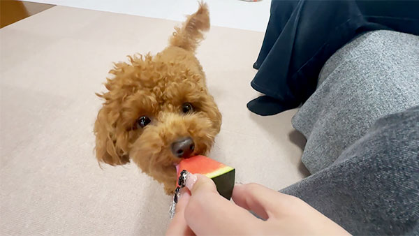 ウル きょうのわんこ 写真5