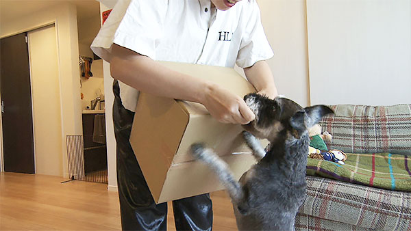 KAI きょうのわんこ 写真3