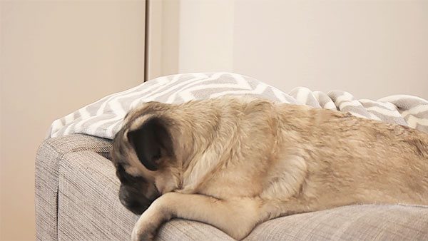 どな きょうのわんこ 写真3