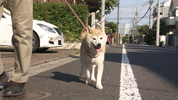 ハル きょうのわんこ 写真1