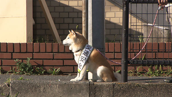 ハル きょうのわんこ 写真2