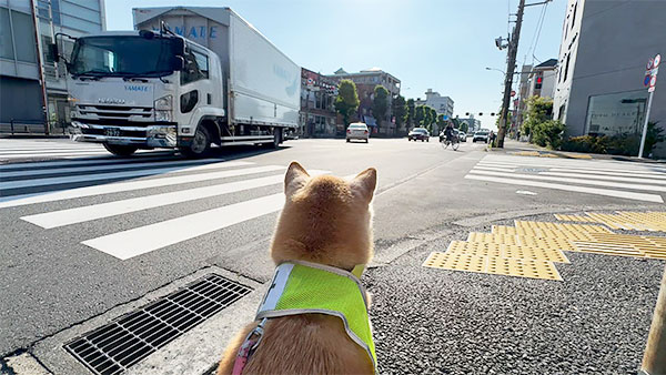 ハル きょうのわんこ 写真3