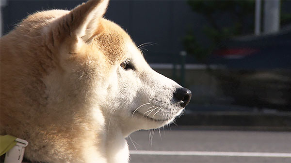 ハル きょうのわんこ 写真4