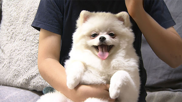 ポミ きょうのわんこ 写真1