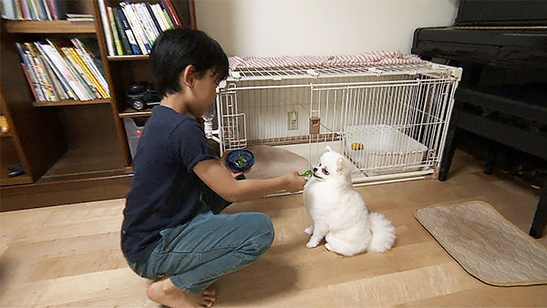 ポミ きょうのわんこ 写真4