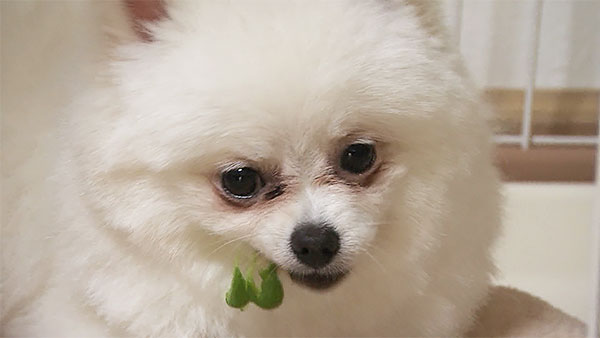 ポミ きょうのわんこ 写真5