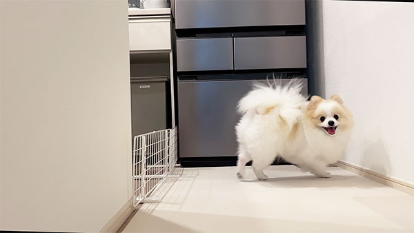 ララ きょうのわんこ 写真2
