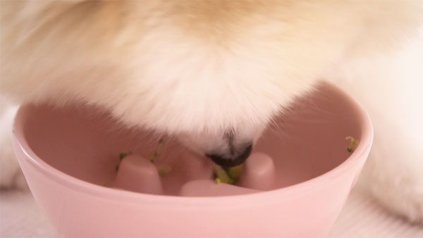 ララ きょうのわんこ 写真5