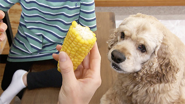 ほたて きょうのわんこ 写真3