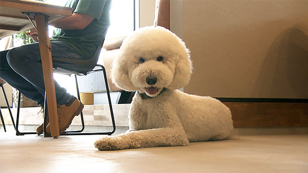 リズ きょうのわんこ 写真1