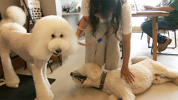 リズ きょうのわんこ 写真2