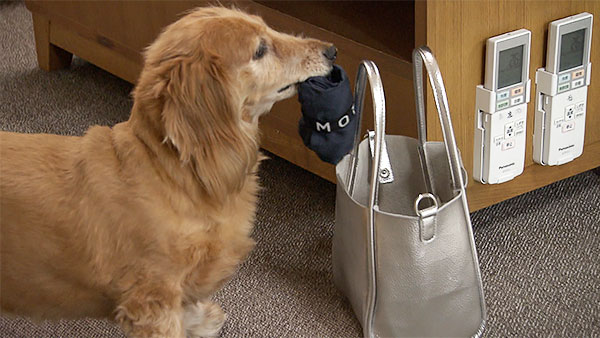 とまと きょうのわんこ 写真3