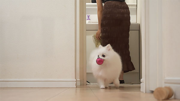 ラフィネ きょうのわんこ 写真5