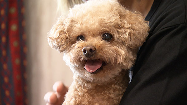 ミルク きょうのわんこ 写真1