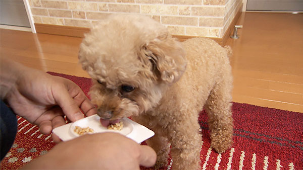 ミルク きょうのわんこ 写真5