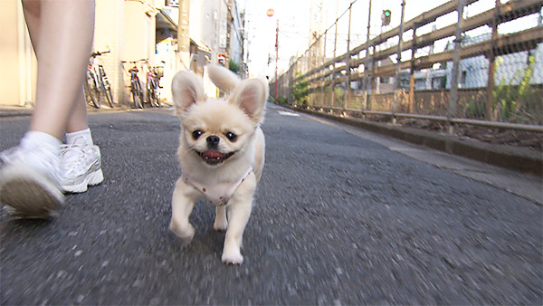 すめし きょうのわんこ 写真2