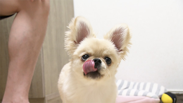 すめし きょうのわんこ 写真3