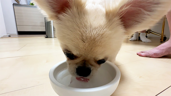 すめし きょうのわんこ 写真5