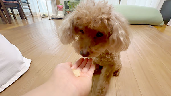 ハナ きょうのわんこ 写真4
