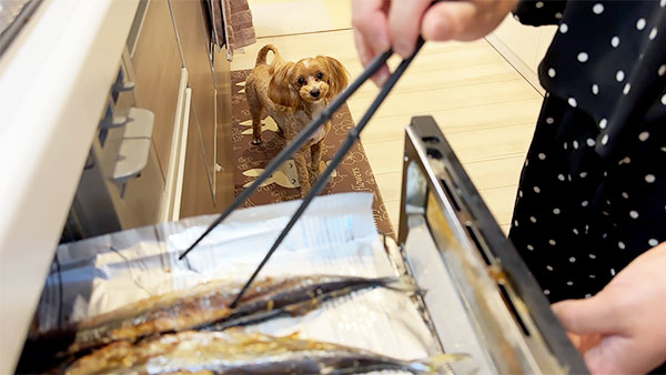 天 きょうのわんこ 写真2