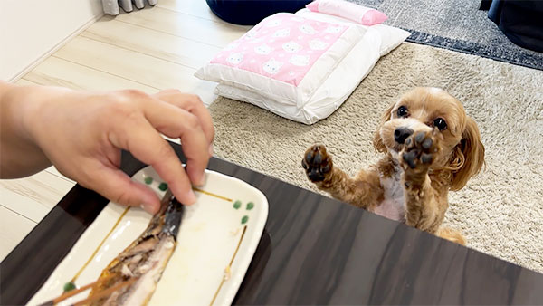 天 きょうのわんこ 写真4