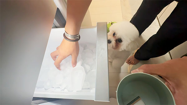 むぎ きょうのわんこ 写真3