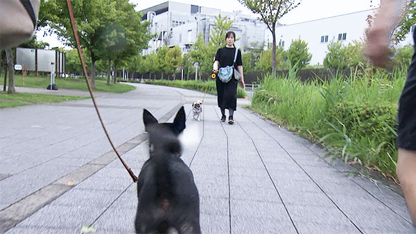 ペニー きょうのわんこ 写真4