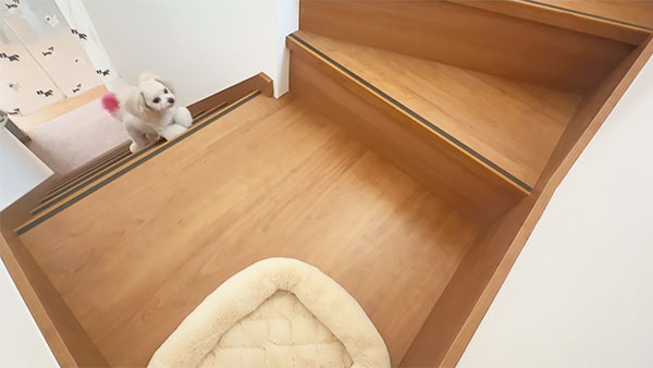 こむぎ&もなか きょうのわんこ 写真2