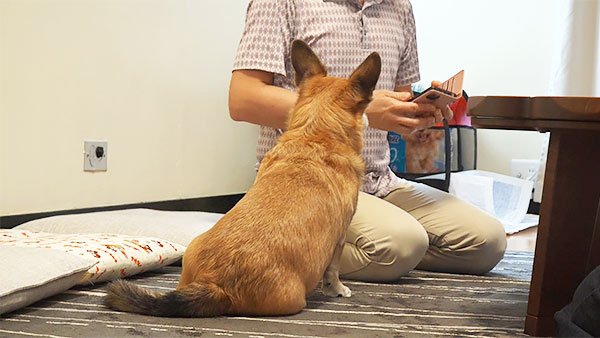 のぶ きょうのわんこ 写真2