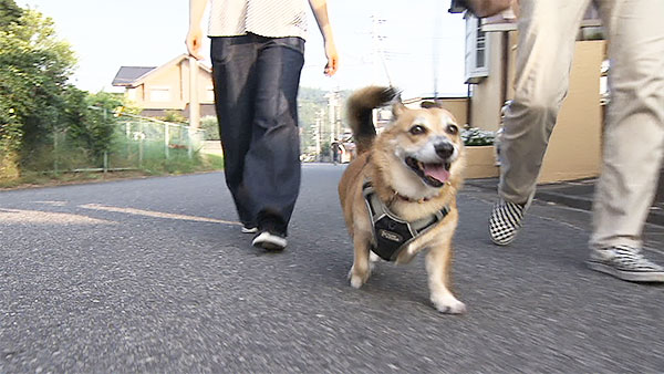 のぶ きょうのわんこ 写真5