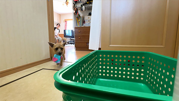 ライリー きょうのわんこ 写真3