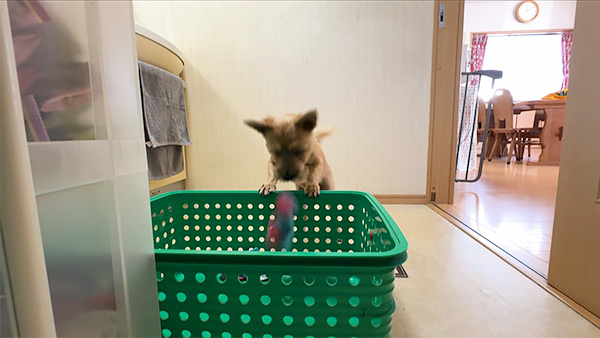 ライリー きょうのわんこ 写真4