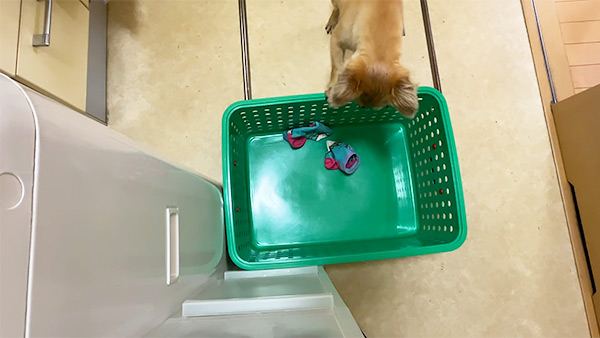 ライリー きょうのわんこ 写真4
