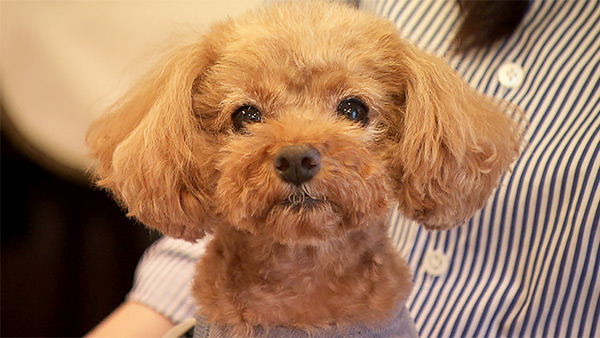 ステラ きょうのわんこ 写真1