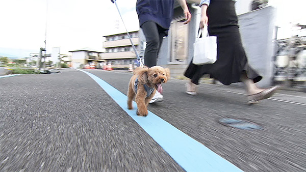 ステラ きょうのわんこ 写真3