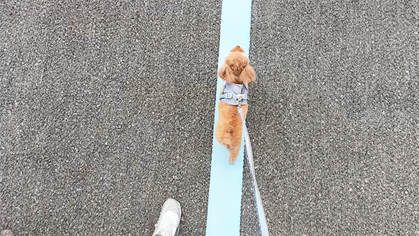 ステラ きょうのわんこ 写真4