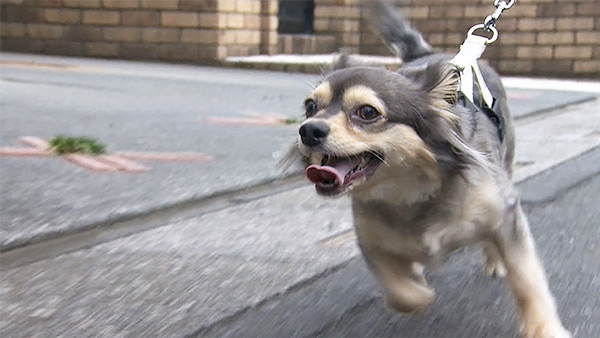 はな きょうのわんこ 写真1