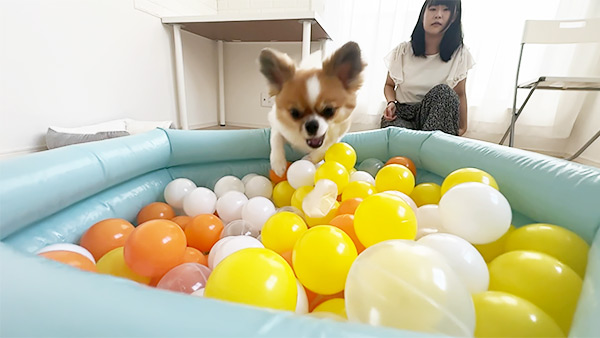 ステラ きょうのわんこ 写真2