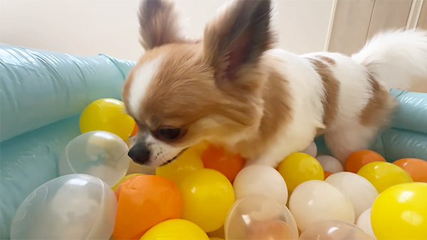 ステラ きょうのわんこ 写真4