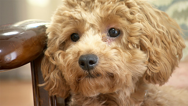 ララ きょうのわんこ 写真1