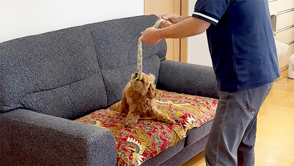 ララ きょうのわんこ 写真4