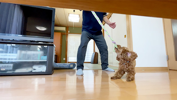 ララ きょうのわんこ 写真5