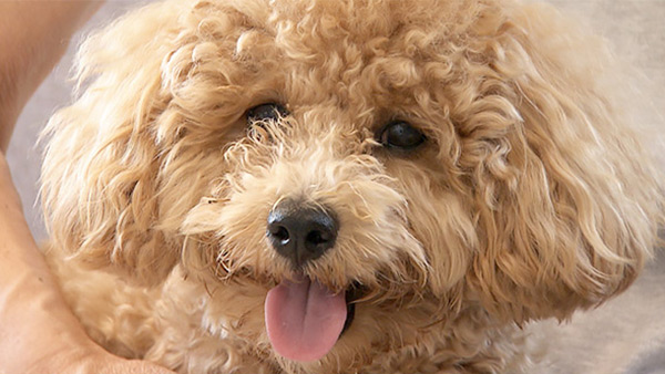 ROY きょうのわんこ 写真1