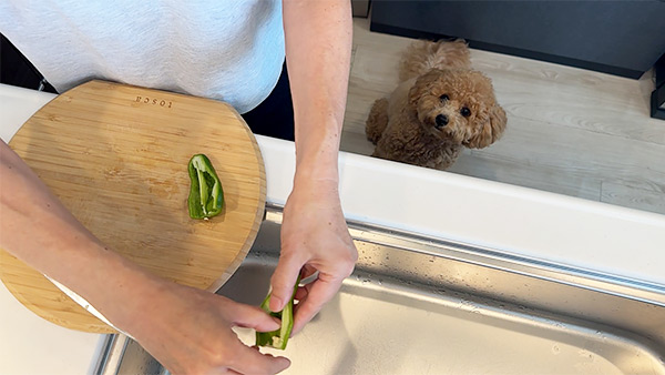 ROY きょうのわんこ 写真2