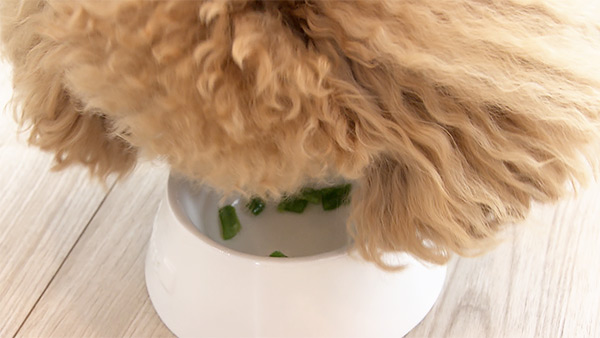 ROY きょうのわんこ 写真3