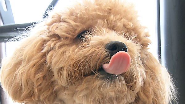 ROY きょうのわんこ 写真4