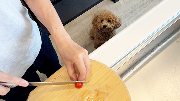 ROY きょうのわんこ 写真5