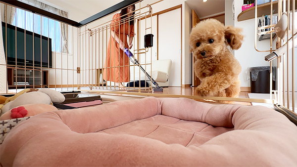 こはる きょうのわんこ 写真3